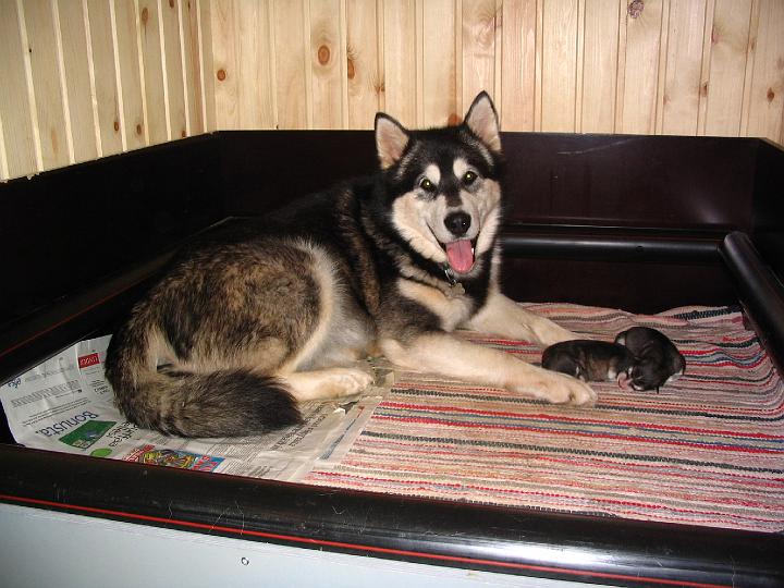 Repe 362.jpg - Viiru ja O-pennut / Viiru and O-litter